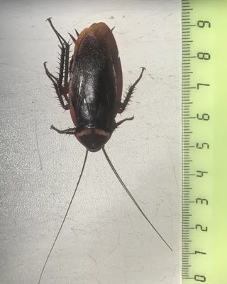 Фото самого крупного таракана