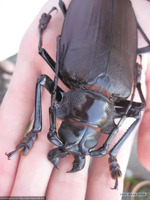 Фото самого страшного таракана