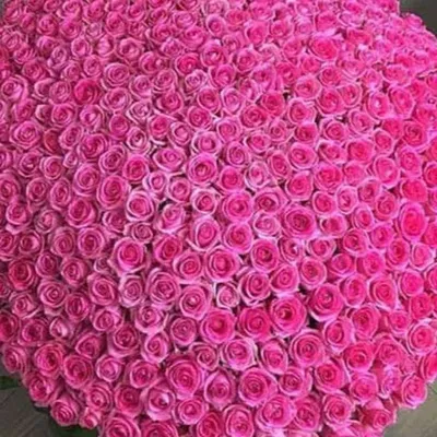 Потрясающие розы на странице Самый огромный букет роз