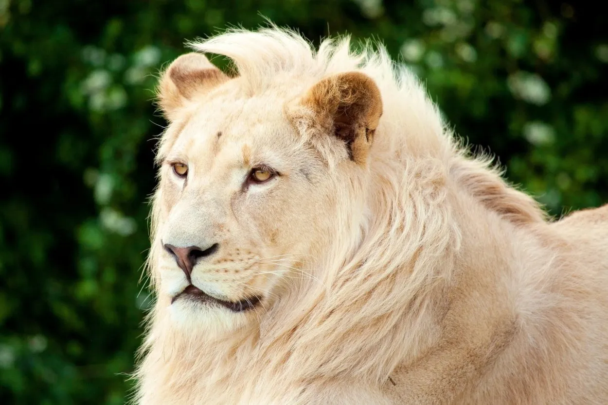 Будь сильным как лев. Морда Льва альбиноса. Львица альбинос. Белый Лев морда. Самый красивый Лев.