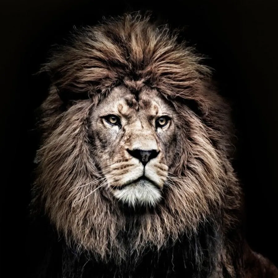 Будь сильным как лев