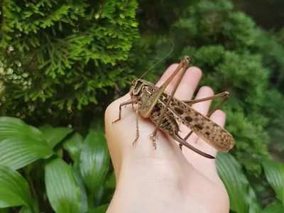 Фото саранчи и кузнечика для выбора размера