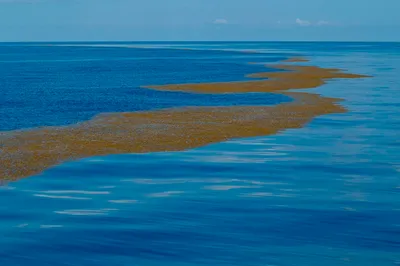 Фото Саргассового моря в высоком разрешении (JPG, PNG, WebP)