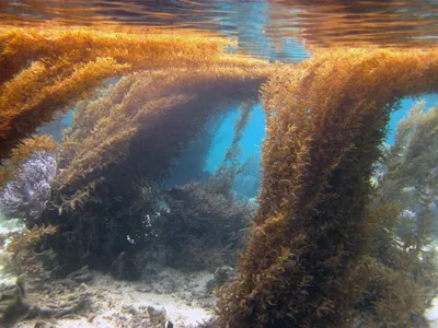 Фотографии Саргассового моря в формате PNG: свободное скачивание