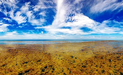 Фото Саргассового моря с высоким разрешением: бесплатно