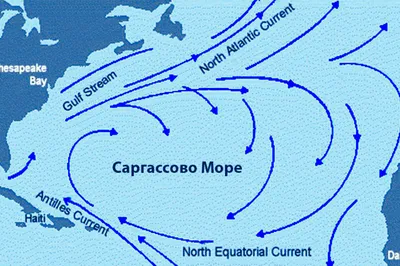 Откройте для себя уникальные моменты Саргассового моря через фотографию