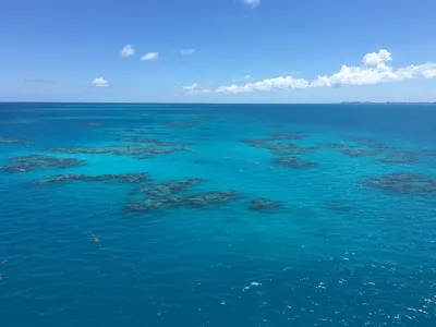 [80+] Саргассово море фото