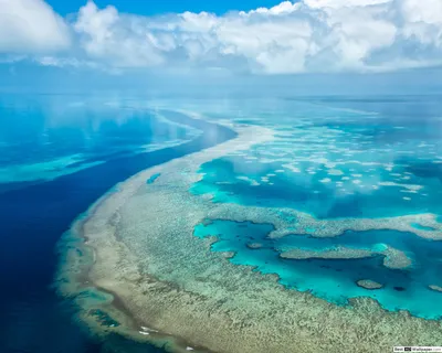 Загляните на дно Саргассового моря через объектив камеры