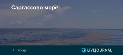 Фото на айфон с пышными волнами Саргассового моря