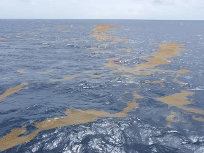 Бесплатные изображения Саргассового моря во всех форматах