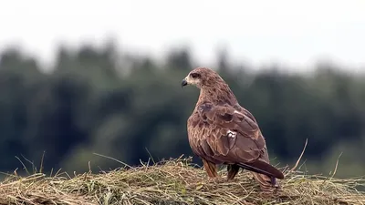 Сарыч: уникальные фото птицы в высоком качестве