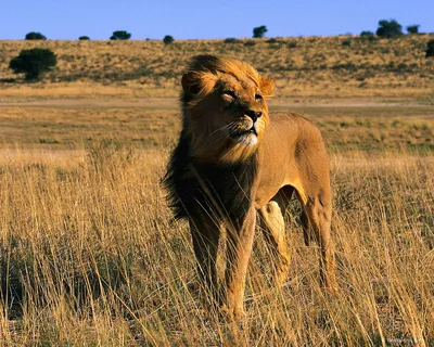 Саванна львы фотографии