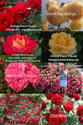 Фотография саженцев роз: выберите формат и размер изображения