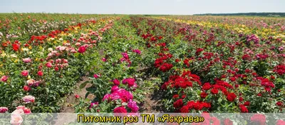 Картинка роз: доступные размеры и форматы изображений