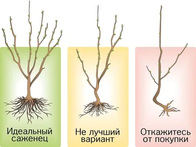 Очарование молодых деревьев: захватывающие фотографии