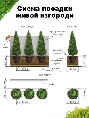 Рисунок саженца дерева на мак, идеальный фон.