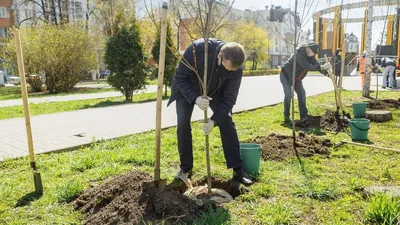 Первые шаги в великолепие: молодые саженцы деревьев