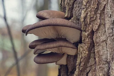 Грибочки-съедобочки на деревьях: кулинарная фотосессия