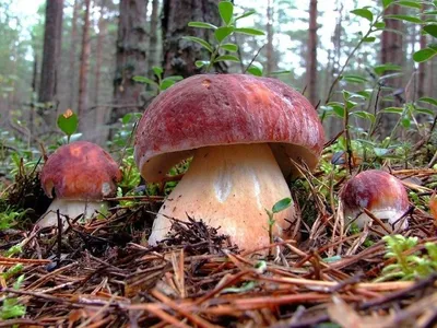Съедобные грибы растущие в сосновом лесу  фото