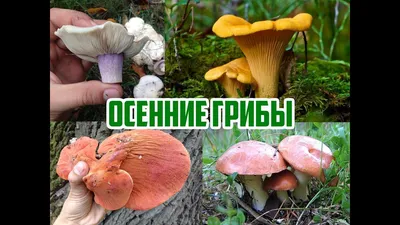 Фото съедобных грибов в сосновом лесу: оригинальные обои для вашего компьютера