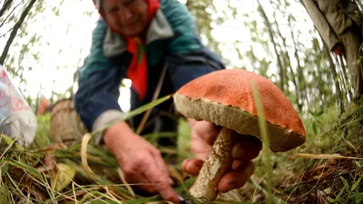 Съедобные грибы растущие в сосновом лесу фотографии