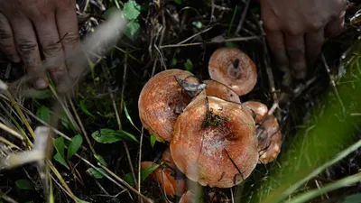 Фото съедобных грибов в сосновом лесу