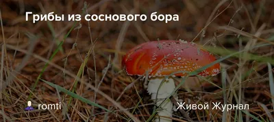 Фотоальбом съедобных грибов соснового леса: откройте новые вкусы.