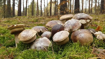 Фото лесных грибов соснового бора