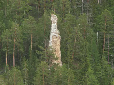 Красочный рисунок с грибами соснового леса в арт стиле