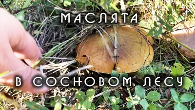 Фото съедобных грибов соснового леса на фоне прекрасных пейзажей