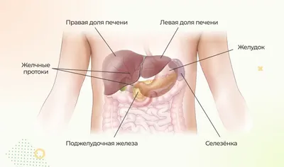 Селезенка человека в высоком разрешении