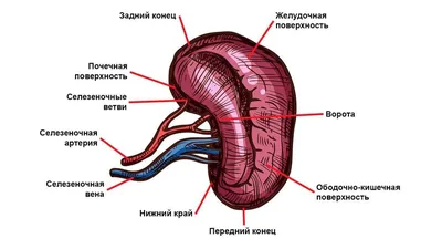 Уникальные фото человеческой селезенки для загрузки