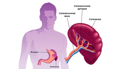 Выберите свой формат: JPG, PNG, WebP - Селезенка человека