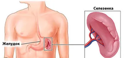 Фотка селезенки человека: подберите свой идеальный размер