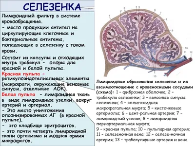 Изысканные снимки селезенки человека для загрузки