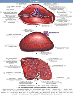 Селезенка человека: Фото в форматах JPG, PNG, WebP