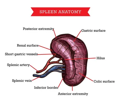Уникальные изображения селезенки человека для скачивания