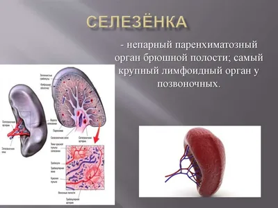 Изысканные фотографии селезенки человека в высоком качестве