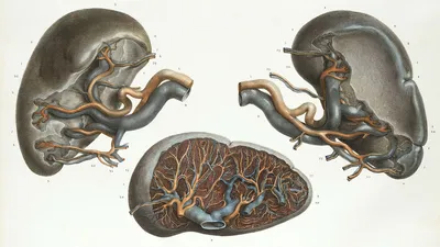 Селезенка человека: фотографии в форматах JPG, PNG, WebP