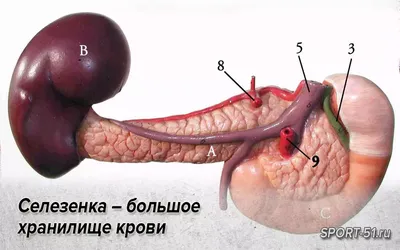 Селезенка человека: красивые фото в различных форматах