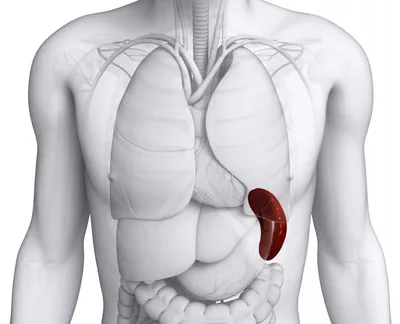 Загрузите фото селезенки человека в любом размере