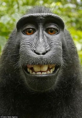(Картинки) Позитивные обезьяны: HD фоны для скачивания бесплатно.