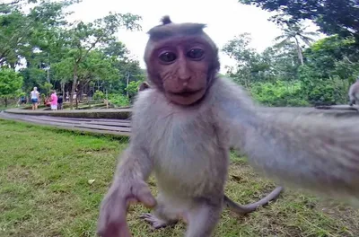 (4K) Смешные селфи обезьян: 4K изображения для твоего экрана.