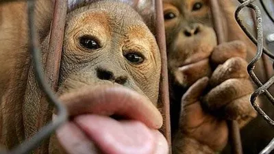 (Изображение) Веселые обезьяны: скачивай в разных форматах бесплатно.
