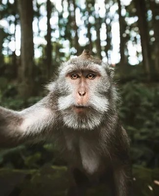 (Скачать бесплатно) Смешные селфи обезьян: бесплатные фото для тебя.