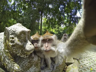 (Обои) Забавные селфи обезьян: новые изображения в Full HD качестве.