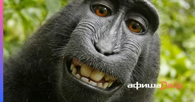 Уникальные селфи: Жизнь обезьян в кадре