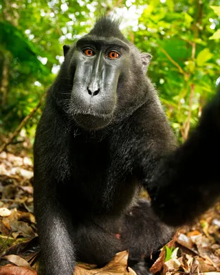 В мире обезьян: Захватывающие мгновения на фото