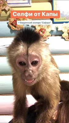 Смешные селфи обезьян: Улыбнитесь вместе с ними