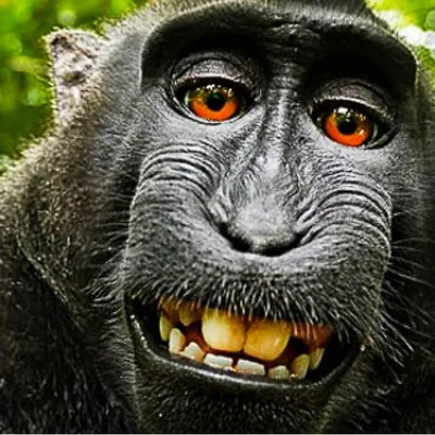 Легкий налет мистики: Тайны обезьян в фотографиях